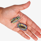 Pair of iridescent beetle hair clips held on an open hand