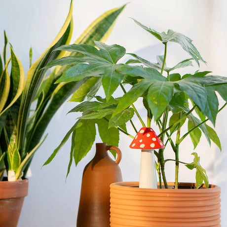 Amanita Self-Watering System for plants - Blink Box